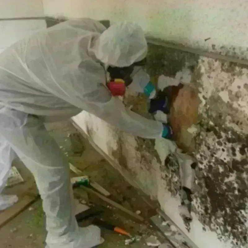 Mold Remediation and Removal in Otsego, MI